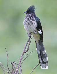 Check spelling or type a new query. Levaillant S Cuckoo Wikipedia
