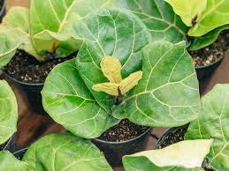 In this video i try to cover as much as i can about fiddle leaf figs, from shaping to basic care. How To Care For A Fiddle Leaf Fig Plant Chatelaine