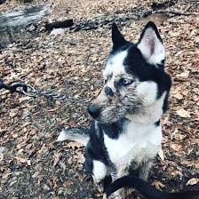 We run a small family owned breeding program located in virginia. Pitbull Husky Mix Information All About The Pitsky K9 Web
