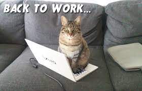 After That Long Holiday Break It S Time Go Get Back At It If You Re Still Working From Home It S More Of This In 2021 Cats Cat Pics Back To Work