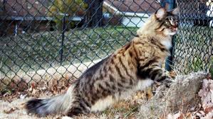 Élevage de chat maine coon au québec. Chat Maine Coon Tout Sur La Race De Chat Maine Coon