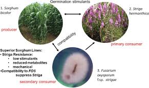 Image result for Striga baumannii