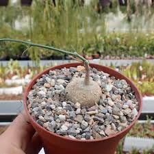 Image result for Kedrostis capensis