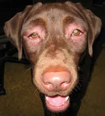 13 Dogs With Bee Stung Noses Who Are Having A Worse Day Than You Dogs Bee Sting Having A Bad Day