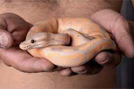 How Fast Do Baby Ball Pythons Grow Snakes For Pets