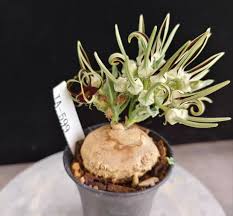 Image result for Brachystelma