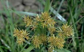 Image result for Kyllinga odorata