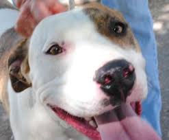Maybe you would like to learn more about one of these? Animal Rescue Groups City Of Albuquerque