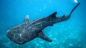 フィリピン ジンベイザメ