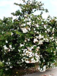 Image result for Vahadenia