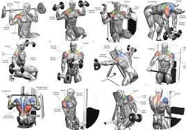 Shoulder Workout Routines Shoulder Workout Routine