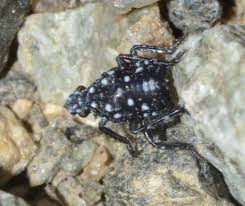 Image result for Scleria delicatula