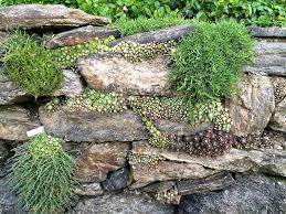 Slow Love Life Wave Hill Alpine Wall Of Jewels Rock Wall Gardens Rock Garden Stone Walls Garden