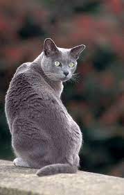 burmese resimleri ve fotograflari buyuk boyutlar evcil kediler cats breeds animals