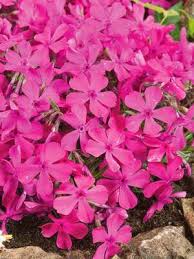 My deer friends haven't been hanging as gardeners in deer and rabbit country begin planning, here are my three favorite perennials that are. Rabbit Resistant Bluestone Perennials