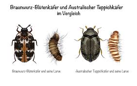 Staubsauger bei einem starken befall durch die minifliegen in der wohnung sollten sie vorerst mit einem staubsauger die lästigen zweiflügler. Teppichkafer Larven Erkennen Bekampfen Und Vorbeugen