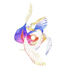 Image result for Galeomma