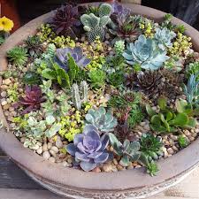 Lynde greenhouse & nursery nurseries & gardening. Succulent Zen Garden Created At Lynde Greenhouse Nursery Succulents Zen Garden Succulents Garden