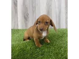 For all other announcements, news & updates, subscribe to us: Dachshund Dog Male Red 2661147 Petland Ashland Kentucky