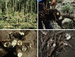 Image result for Ancylobothrys robusta