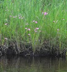 Image result for Cycnium recurvum