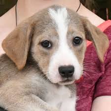 Browse the user profile and get inspired. Fawn Liebowitz Animal House Drone Fest