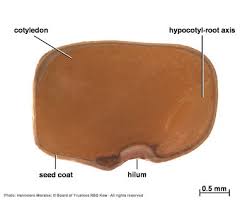 Image result for Indigofera lupatana