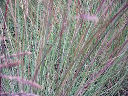 Image result for Festuca chodatiana
