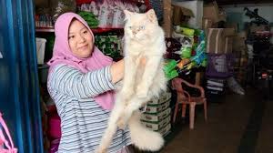 Hewan yang satu ini memang sangat lucu sekali untuk dipelihara. Fauziah Pemilik Toko Planet Animal Cerita Harga Kucing Dan Biaya Perawatannya Bangka Pos