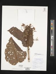 Image result for Clerodendrum lutambense