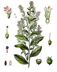 Image result for Lobelia chireensis