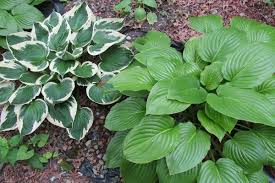 We only sell what we grow. 10 Low Maintenance Perennials Western Garden Centers