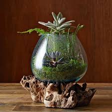 Wood Glass Terrariums Glass Terrarium Terrarium Display Terrarium