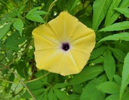 Image result for Ipomoea tuberculata