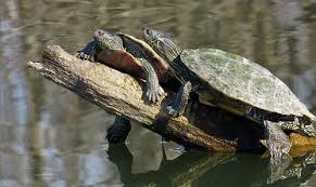 how does red eared slider mate the turtle hub