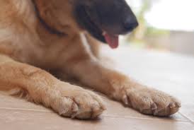 Has a painful corn growth under the toe. Sore Paw Pads On Dogs Animal Health Partners