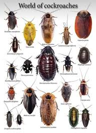 Cockroaches In 2020 Cockroaches Nature Decor Roaches