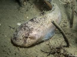 Image result for Liparis killmanniae