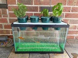 Hydroponic growing system, like this may require grow rock with a removable filter pump. 17 Homemade Hydroponic Systems Diy Hydroponic Gardens Balcony Garden Web