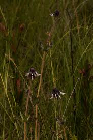 Image result for Pycnostachys reticulata