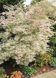 Ukigumo Japanese Maple One Of The Most Fascinating Whi Https Www Amazon Com Dp B00ha9rmh8 Ref Japanese Maple Garden Japanese Maple Tree Japanese Garden
