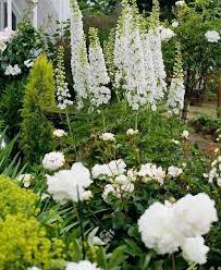 Pin Von Mia Maljers Auf Gartenplanung Weissen Garten Garten Rittersporn