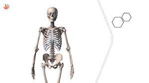 أهمية الجهاز الهيكلى للإنسان