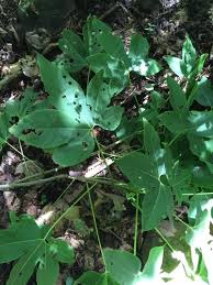 Image result for Gyrocarpus