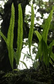 Image result for Lepisorus