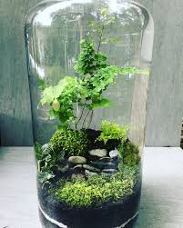 The Forest In A Jar Adiantum Fern Jar 45 Cm The Forest In A Jar Adiantum Fern Jar 45 Cm Adiantum Climbingro Miniaturgarten Flaschengarten Mini Garten