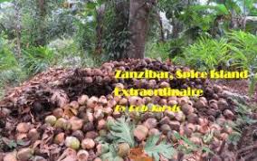 Image result for Paropsia brazzeana