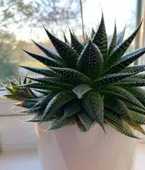 7 Best Succulents For Low Light Environments In 2020 Low Light Succulents Raised Garden Beds Diy Vegetables Succulents