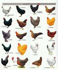 best chickens that lay the most eggs and fit well in small