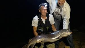 Hucho hucho) je slatkovodna riba iz porodice salmonidae (pastrmolike riibe). Sedamnaesta Potraga Za Kraljicom Une I Najduza Mladica Do Sada